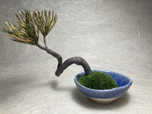 Bonzai klein in blauw potjes (wisks)